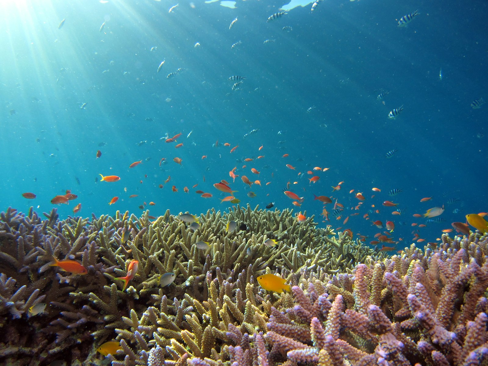Mnemba Atoll · Dolphins & Sandbank